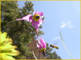 Bee flying to flower
